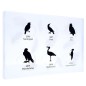 Oiseaux Indigènes Allemands - Cas pour la collection complète VIDE Oiseaux Indigènes Allemands - Cas pour la collection complète VIDE